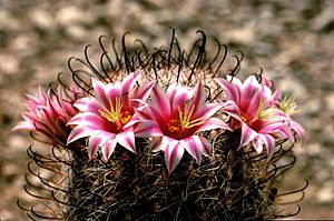 Mammillaria grahamii - Fishhook cactus