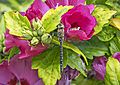 Migrant hawker (Aeshna mixta) male on rose mallow (Hibiscus syriacus)