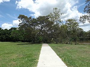 Moreton Bay figs and path at Sherwood Arboretum.jpg