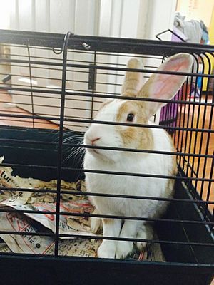 Pet rabbit in a cage