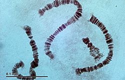 Polytene chromosomes (26 2 97) Salivary glands of nonbiting midges larvae (Chironomidae)