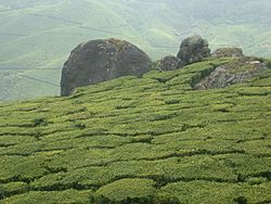 Tea Estate in Munnar