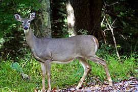 Whitetail-deer-1 - West Virginia - ForestWander