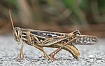 American Bird Grasshopper.jpg