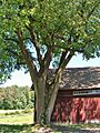 American Elm at Hill-Stead Museum Property, Farmington, CT - July 6, 2014