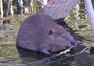 Beaver Chewing willow branch in Napa River 2014