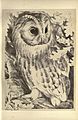 An illustration of a tawny owl, from plate 12 of Birds from Moidart and elsewhere (1895).