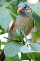 Fledgling Northern Cardinal - female, in Manhasset, NY