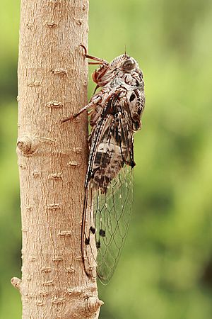 Floury Baker cicada side