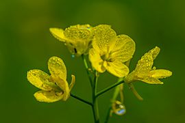 Flower of Mustard Plant