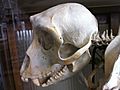 Japanese Macaque Skull Nagano
