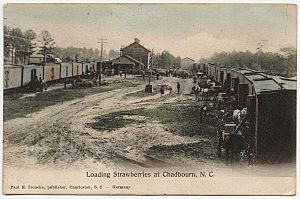 Loading strawberries in Chadbourn, 1907