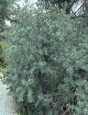 Pinusquadrifolia.jpg
