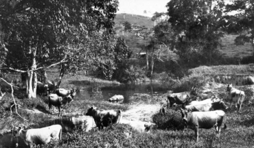 Queensland State Archives 291 Jersey Cattle on the banks of Pinbarren Creek on Mr F ORourkes farm Breffney Pinbarren Noosa Shire c 1931.png