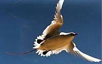 Red tailed tropic bird