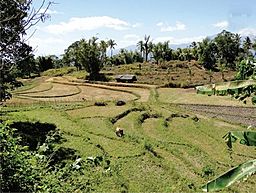 Tiered rice paddies south of Baucau.jpg