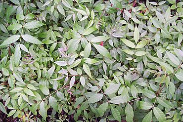 Toona ciliata - seedlings.jpg