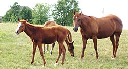 Horses grazing in Union County Ohio