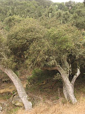 Island Oak in Santa Rosa Island