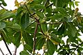 Madhuca longifolia var latifolia (Mahua) W IMG 0242