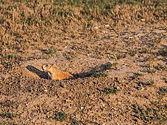 Prairie dog at Wind Cave National Park