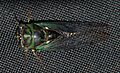 Smoke Hole - Tibicen cicada 1