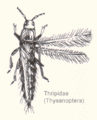 Thysanoptera-thripidae-sp