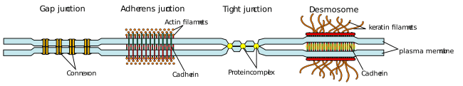 Cell junction simplified en
