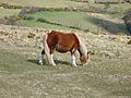 Dartmoor pony 1