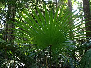 Fan palm rainforedt discovery track 4
