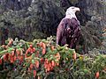Haines Alaska Bald Eagle