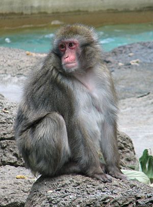 Japanese Macaque1