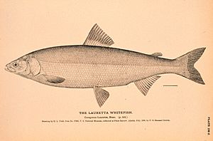 Lauretta whitefish