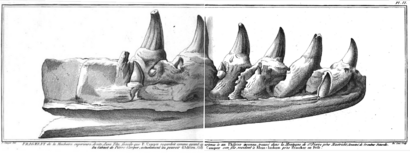 Mosasaurus onderkaak - Faujas de Saint-Fond