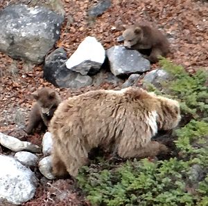 Two Cubs playing with Mother Himalayan Brown Bear