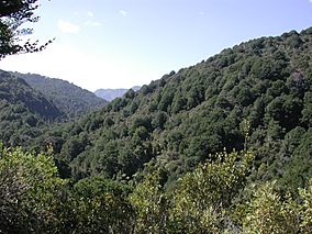 View up Catchpool Valley.jpg