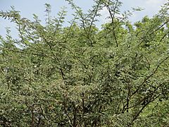 A scene of Prosopis juliflora