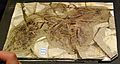 Anchiornis huxleyi (fossil)