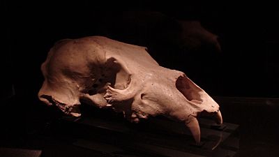 Atapuerca carnivore skull 2