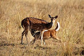 Chital Mother