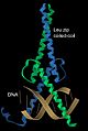 Coiled-coil TF Max on DNA