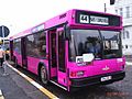Constanta pink bus