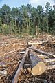 Deforestation in Nigeria (3509228297)