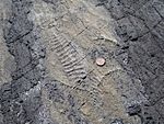 An Ediacaran fossil found at Mistaken Point, a coin for size comparison