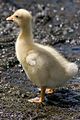 Embden Goose Chick