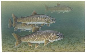 Lake trout fishes salvelinus namaycush