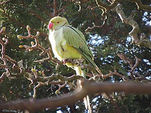 Parakeet of Sefton Park