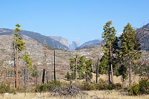 Yosemite Valley as seen from Foresta