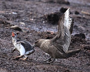 Brown Skua snatches Gentoo Penguin Chick (5751218963)