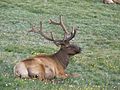 Cervus canadensis (North American elk) 3 (8291421602)